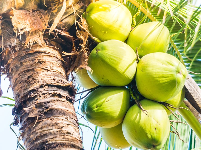Coco, o alimento que é um santo remédio